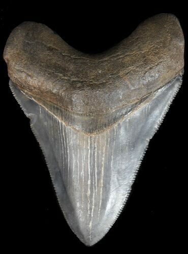 Serrated, Fossil Megalodon Tooth - Georgia #45111